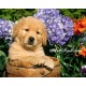Рисуване по Номера (пълен комплект) - Кученце сред цветята