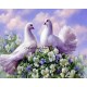 Рисуване по Номера (пълен комплект) - Два бели гълъба
