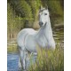 Рисуване по Номера (пълен комплект) - Очакването на белия кон