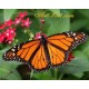 Рисуване по Номера (пълен комплект) - Оранжевата пеперуда