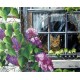 Рисуване по Номера (пълен комплект) - Котето на прозореца