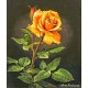 Рисуване по Номера (пълен комплект) - Оранжевата роза - символ на приятелството преминало в любов